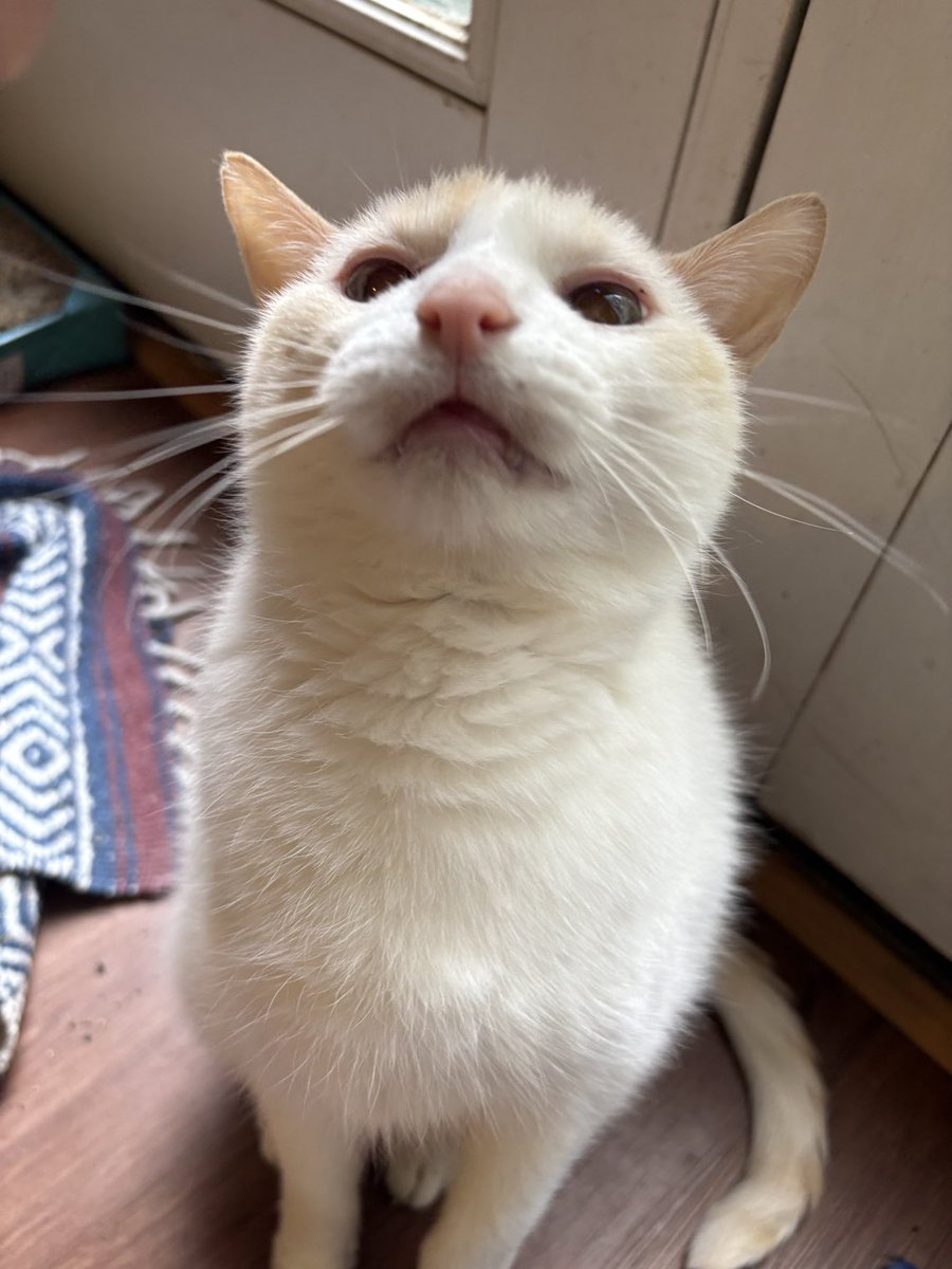 Ganymede tweet media