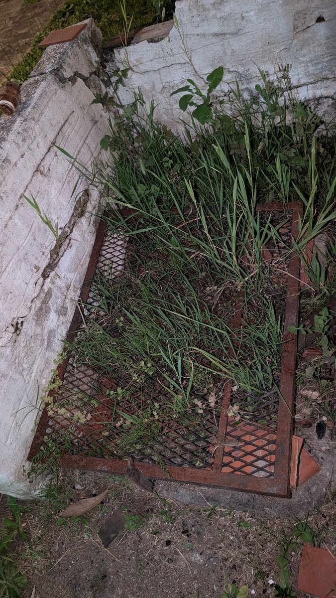 Me olvidé la parri afuera en San Clemente y ahora es The Last Of Us.