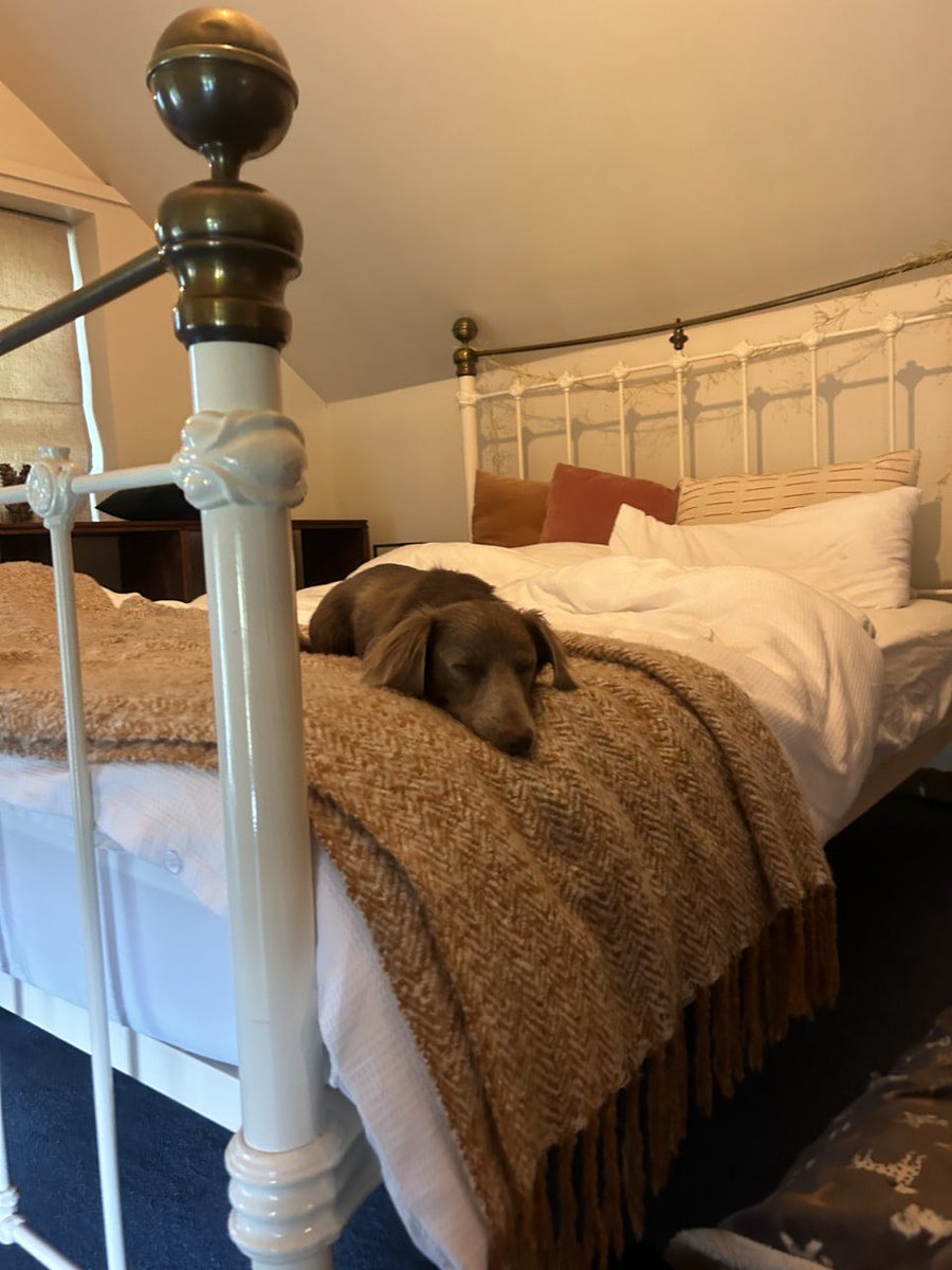 lucyyflutter's tweet image. This bed feels big... come fix that.