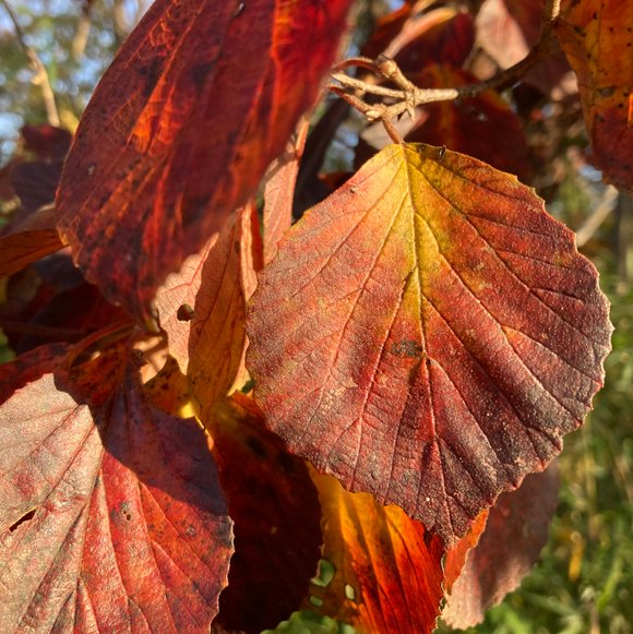 あきのページ 秋の絵本》 いわむらかずおの絵本『14ひきのあきまつり』（童心社