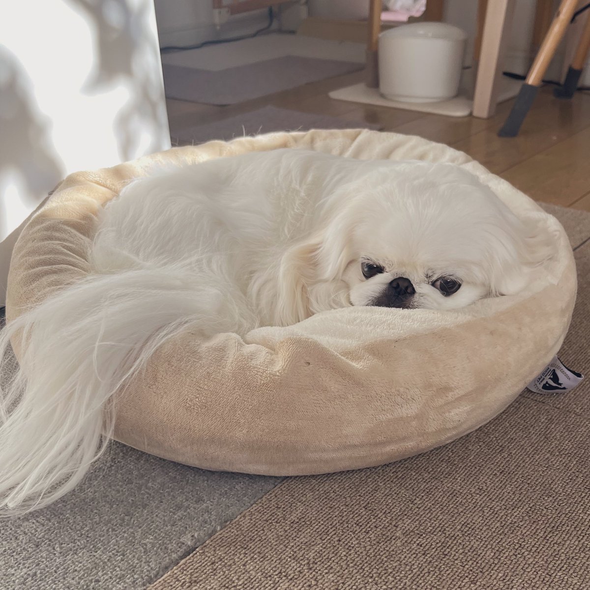 朝は誰も遊んでくれないの。 #ペキニーズ #犬の居る暮らし