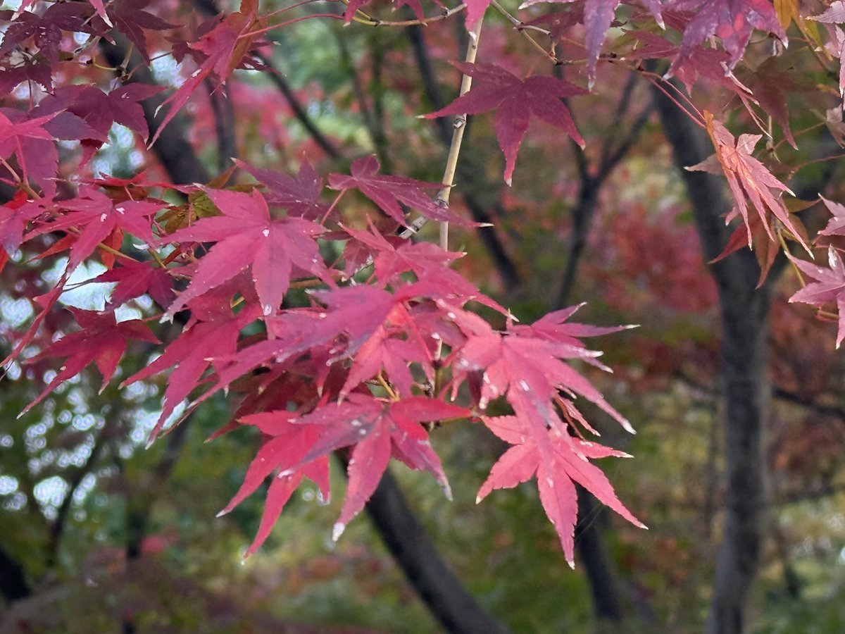 広島 14日（金）紅葉】 広島市内では、紅葉が進んでいます。 紅葉を見