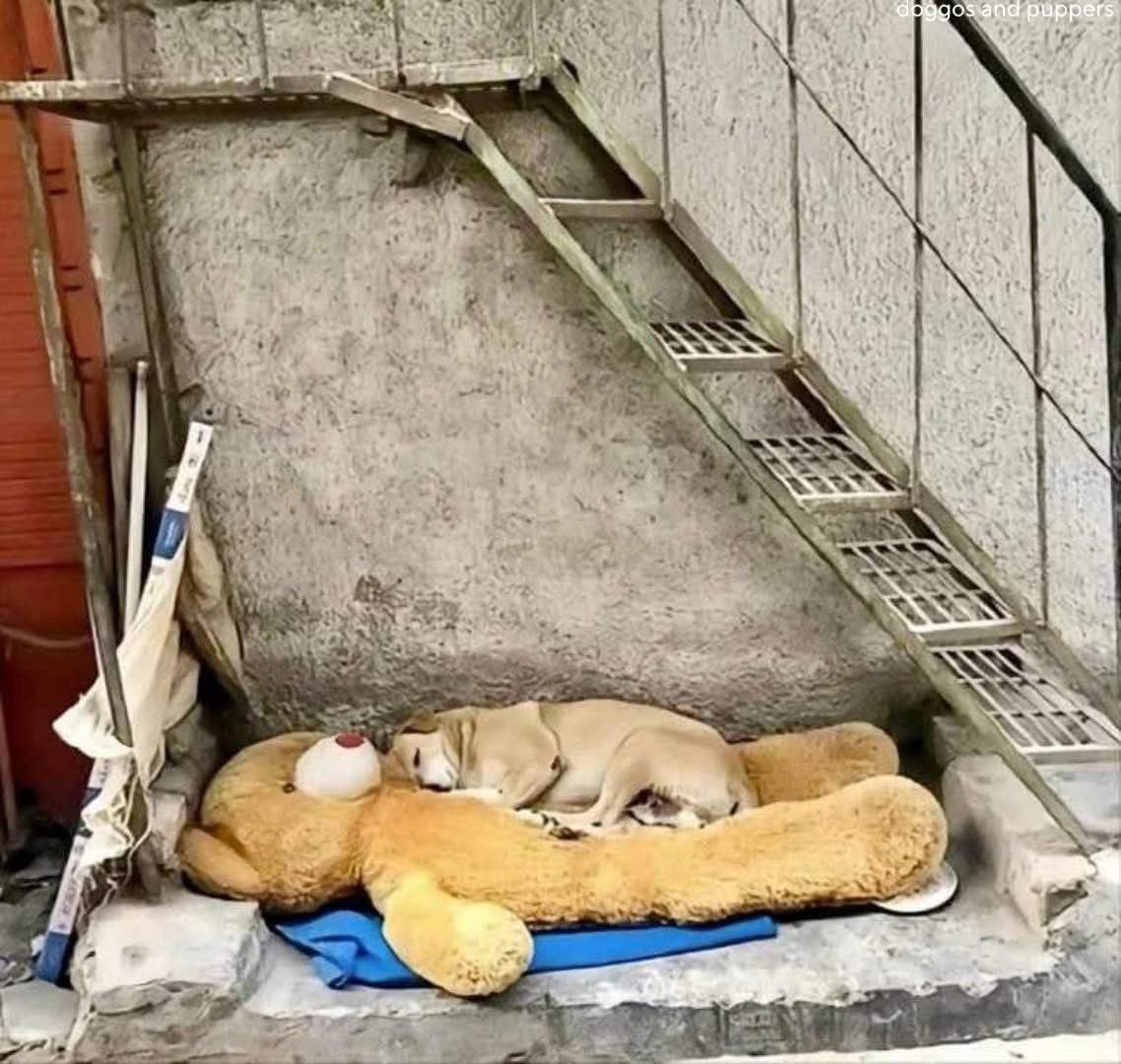 La basura de unos, puede ser el tesoro de otros.