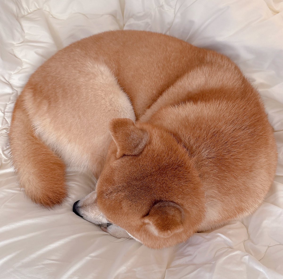 柴犬むぎ (@shiba_inu_mugi) / Posts / X