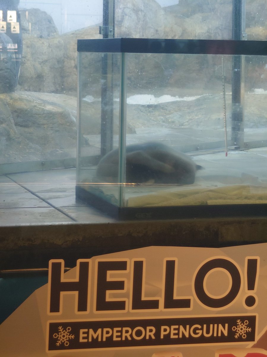 ぷしゅ❇️❤️ シナぷしゅ ぷしゅっところりんメロディタワー | シナぷしゅ｜バンダイ