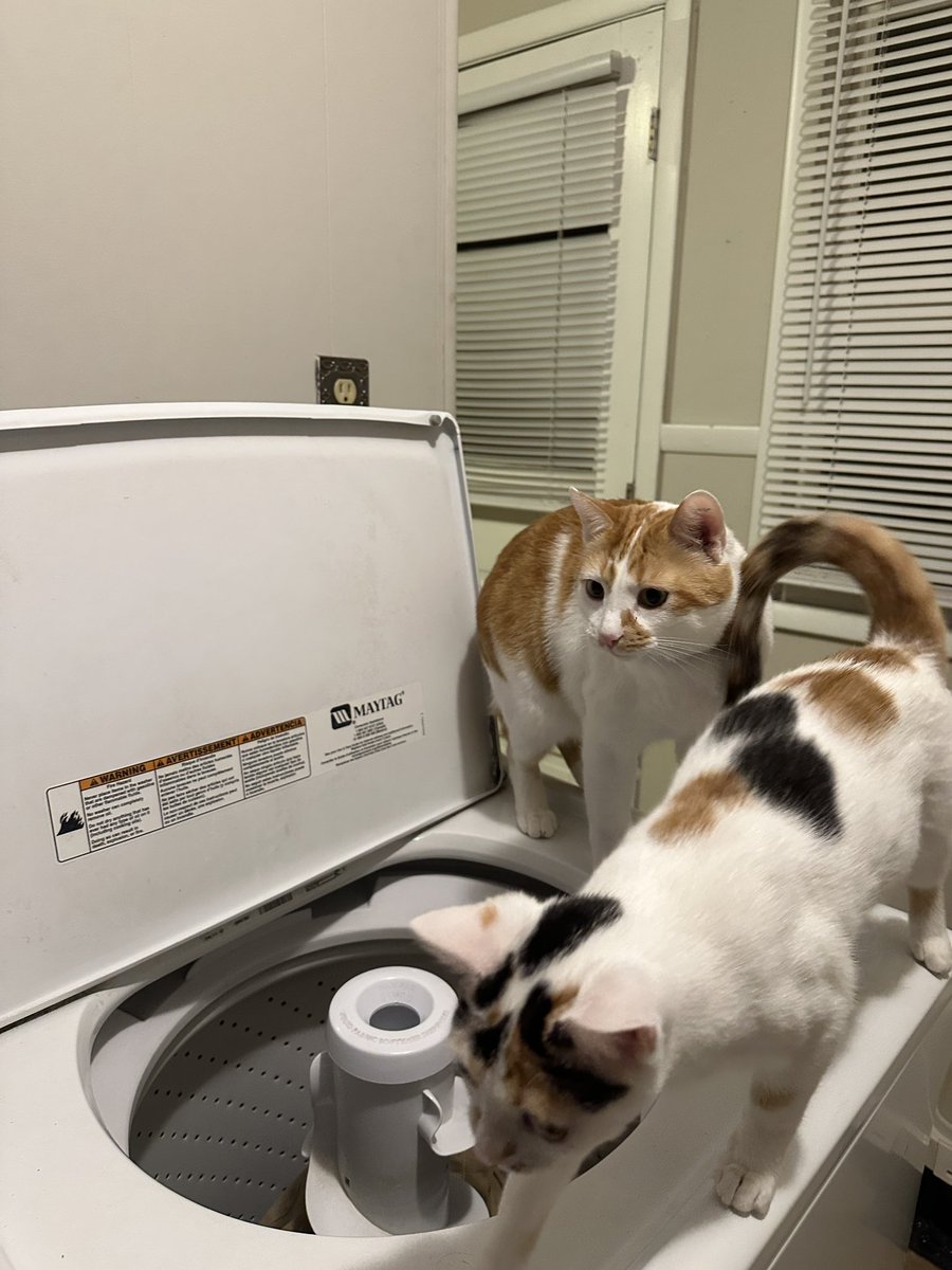 Kiwi and Goose are learning how to do chores since they don’t pay rent