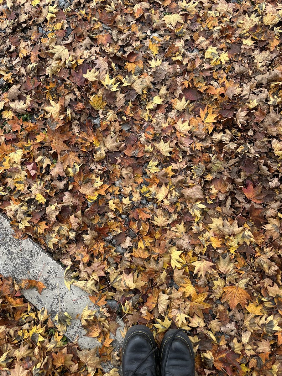 秋だ、かわいいなあ🍂