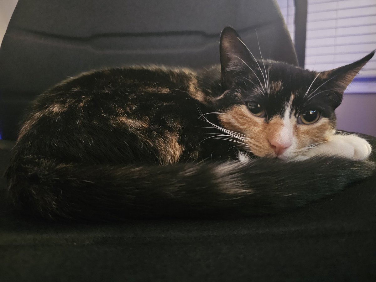 Kitty keeps stealing my streaming chair.