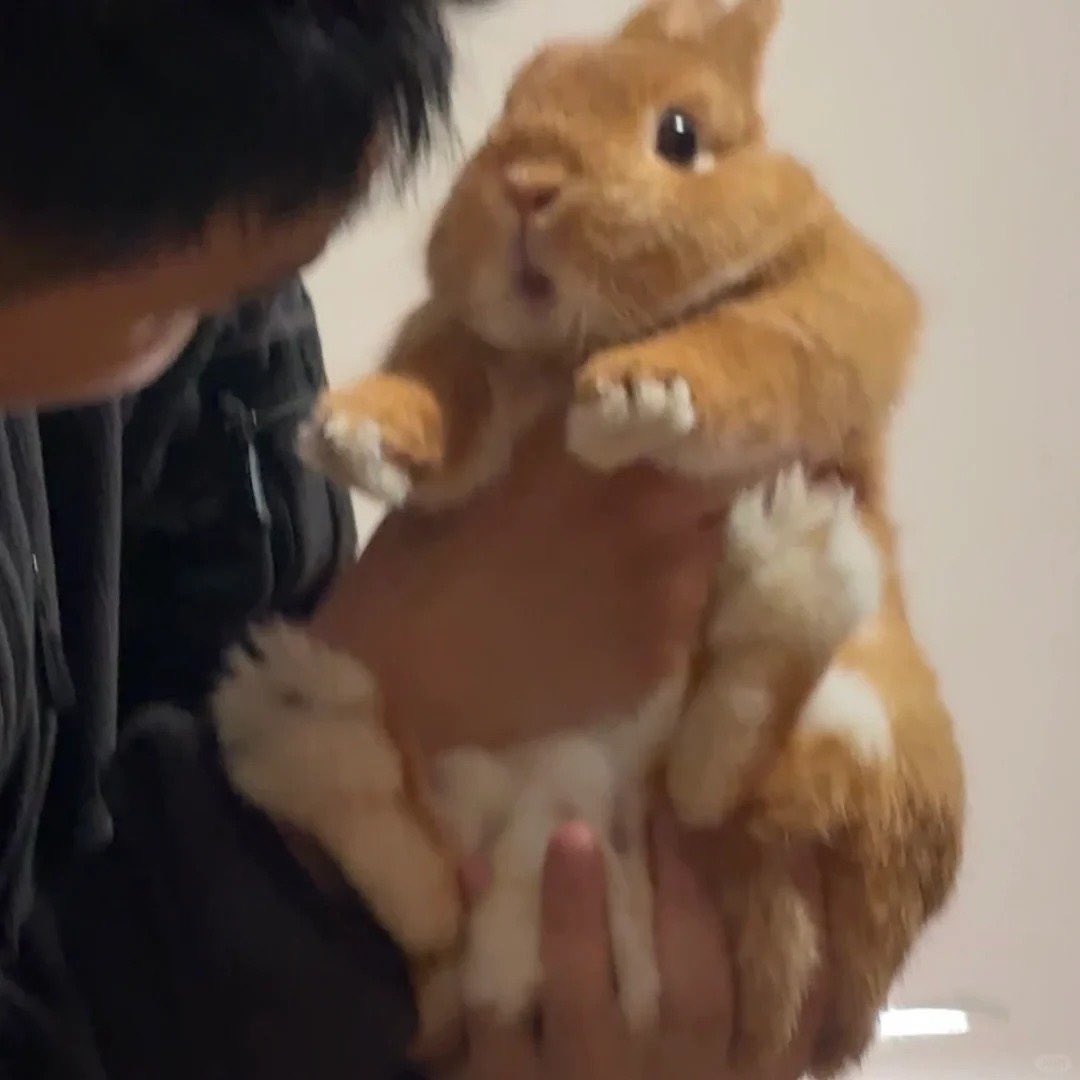 Why you should have a rabbit (@shouldhaverabit) on Twitter photo 