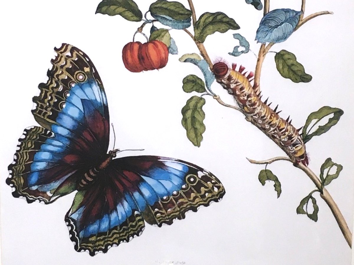 企画展「メーリアンの立体昆虫図譜」も残り1か月となりました