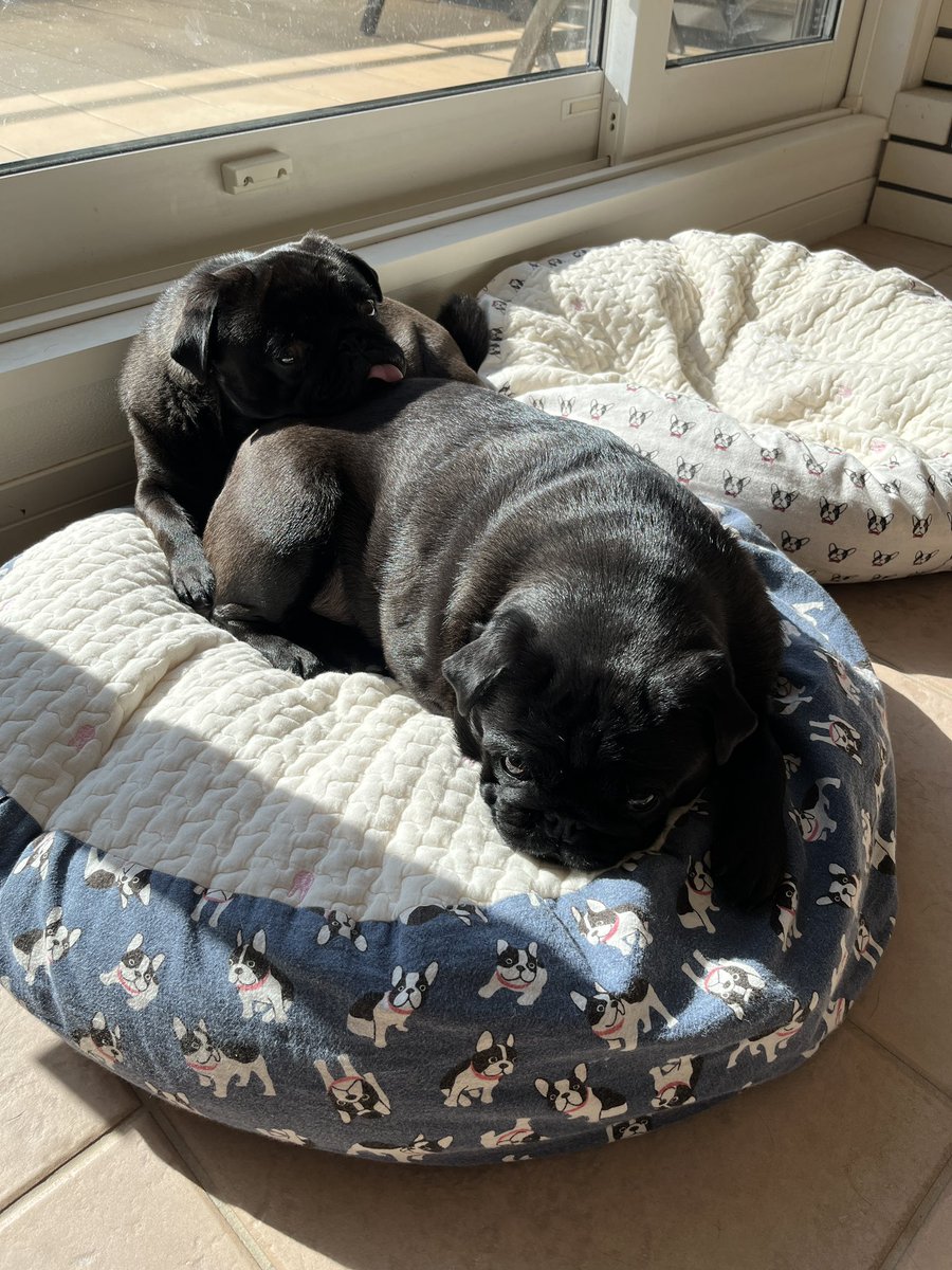 パグ店長 (@manoa47) / Posts / X