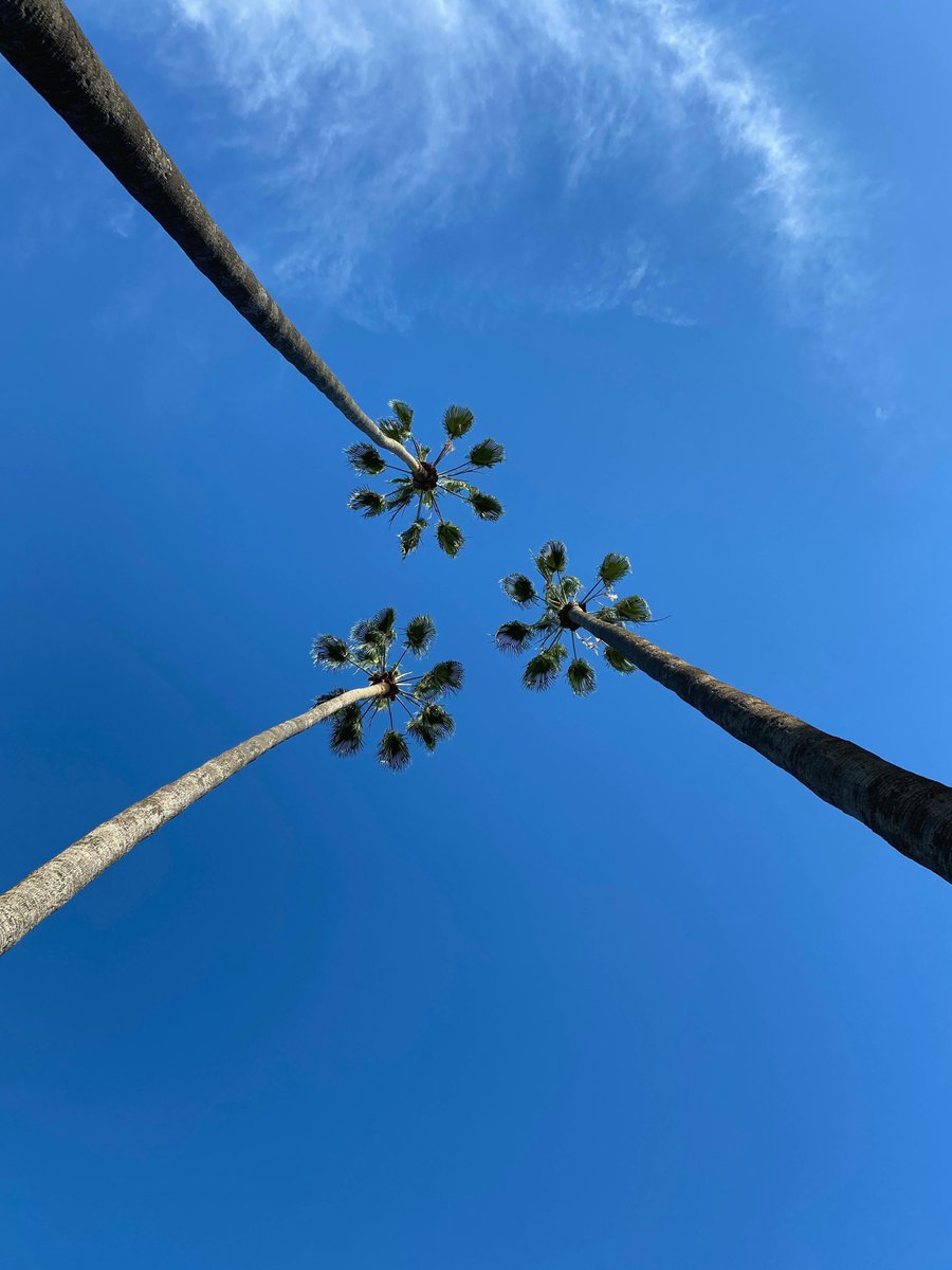 타이거링크 tweet media