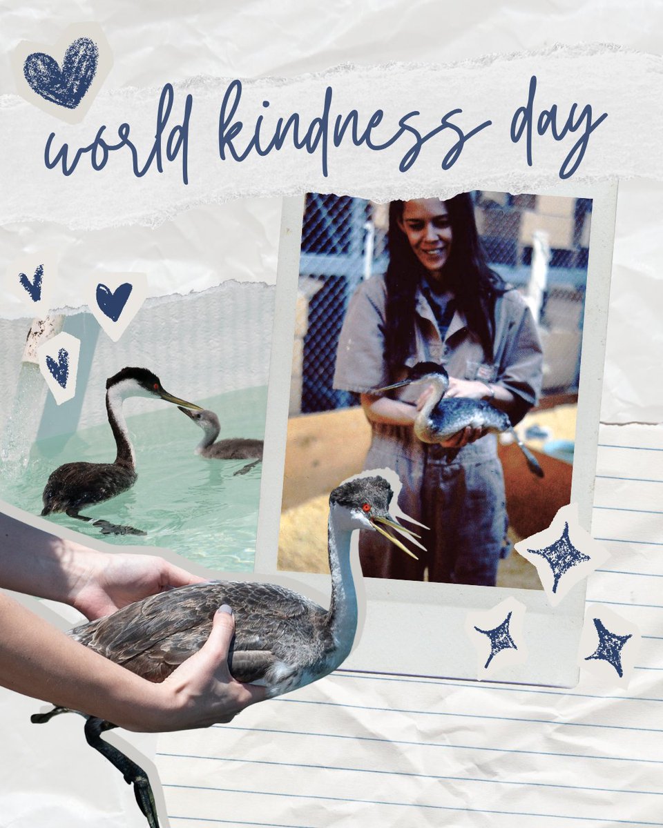 IntBirdRescue's tweet image. Pictured here is Alice holding a grebe during the 1971 Standard Oil Spill, the event that would inspire her to found International Bird Rescue just months later.
In honor of #WorldKindnessDay, help us reach our goal, now matching up to $25,000 thanks to our anonymous donors!