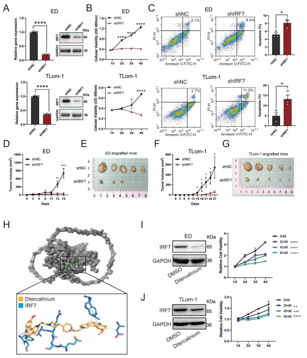 Preprint: HTLV-1 oncoprotein HBZ activates IRF7 but interferes with IRF7-IRF3 interaction to stymie IFN response, but IRF7 transcription of STAT5b promotes proliferation contributing to adult T-cell leukemia/lymphoma
researchsquare.com/article/rs-758…