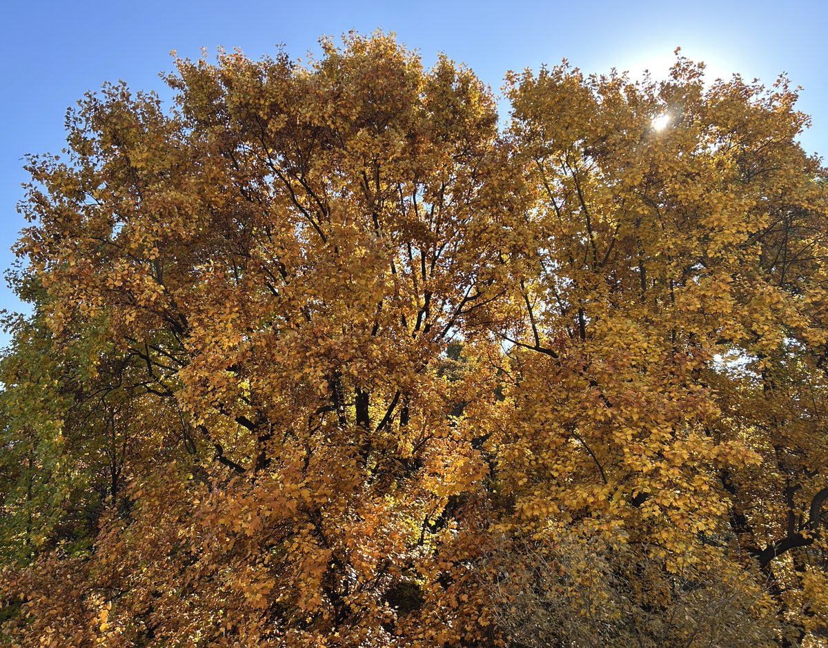 나뭇잎이 물드는 색깔이 해마다 다른데 올해는 유난히 깊어 내 방에서 보이는 백합나무들도