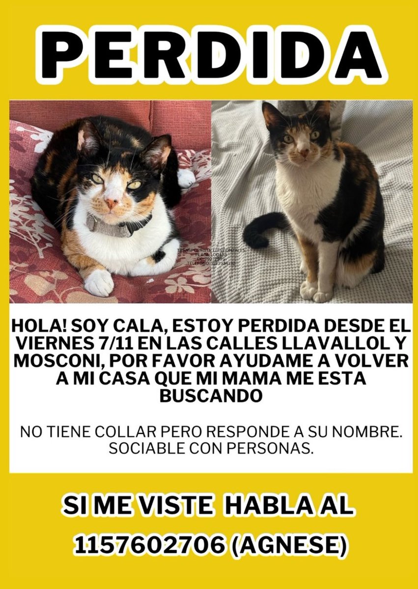 #Perdiamigato 📢📢📢
RT RT RT
Gatita perdida en Villa Devoto

CONTACTO EN LA FOTO