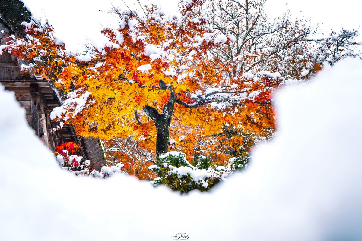 白川郷に 煉獄さんみたいな木がある 心を燃やせ