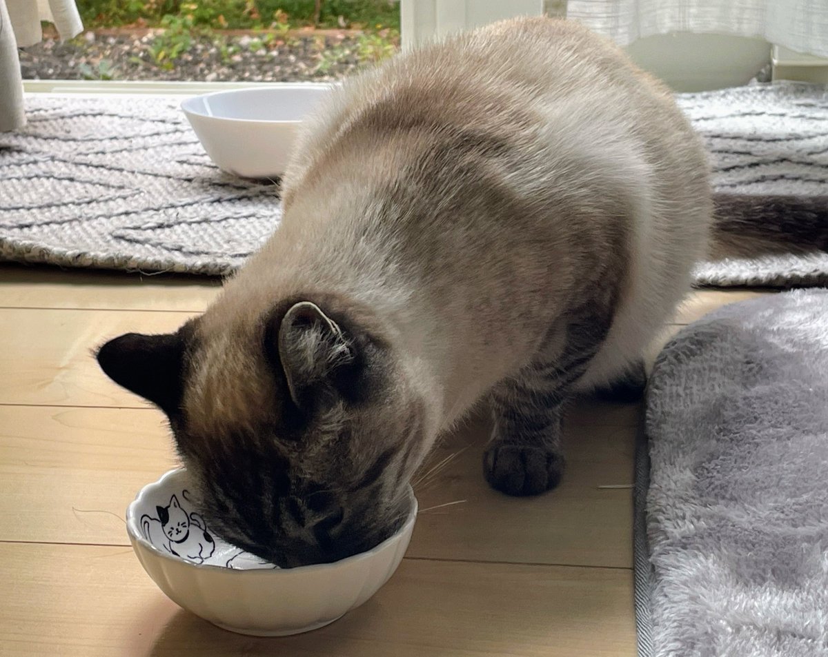 レオぽん🐾 (@nsvlpea801) / Posts / X