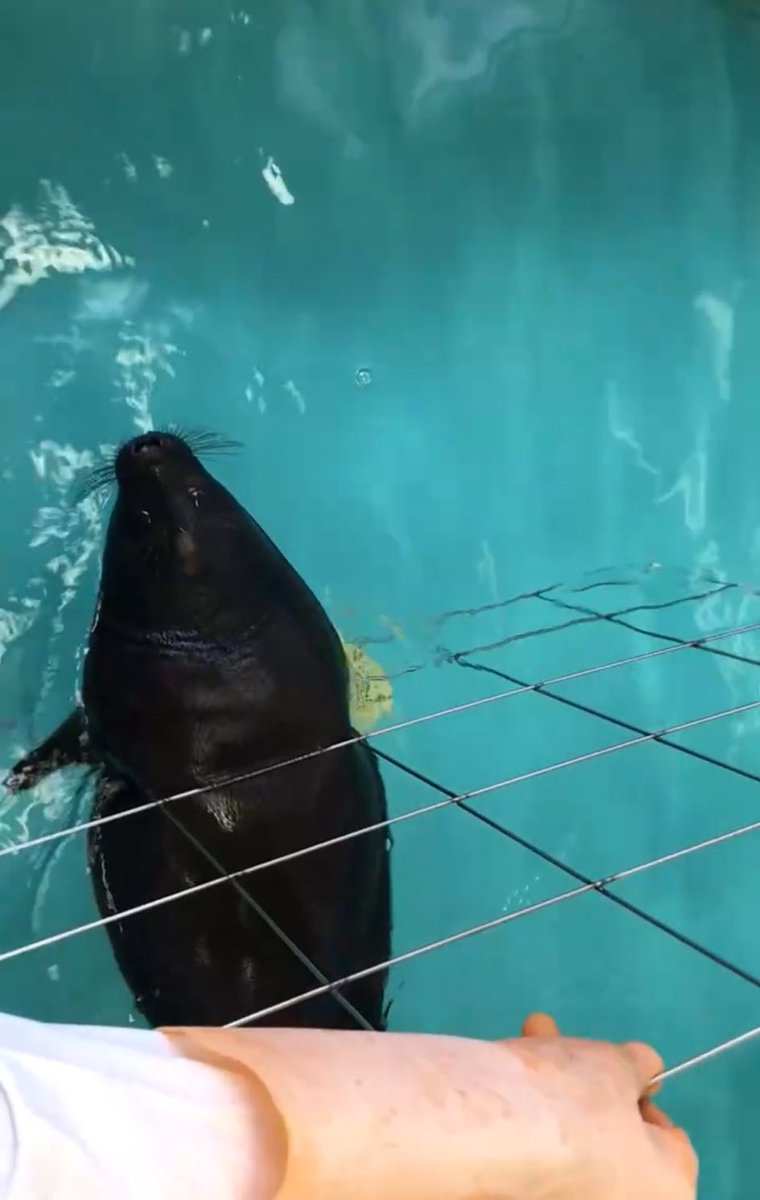 so fat he got stuck… truly terrible!!