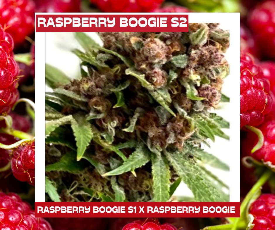MoscaSeeds's tweet image. 😊𝔻𝕖𝕝𝕚𝕔𝕚𝕠𝕦𝕤𝕝𝕪 𝕥𝕚𝕥𝕚𝕝𝕝𝕒𝕥𝕚𝕟𝕘!❤️❤️
Raspberries for everyone!!
moscaseeds.com/product/raspbe…

#moscaseeds
#growyourown
#howtogrow
#cannabisseeds
 #cannabis #cannabiscommunity #cannabisculture #CannabisNews #Mmemberville