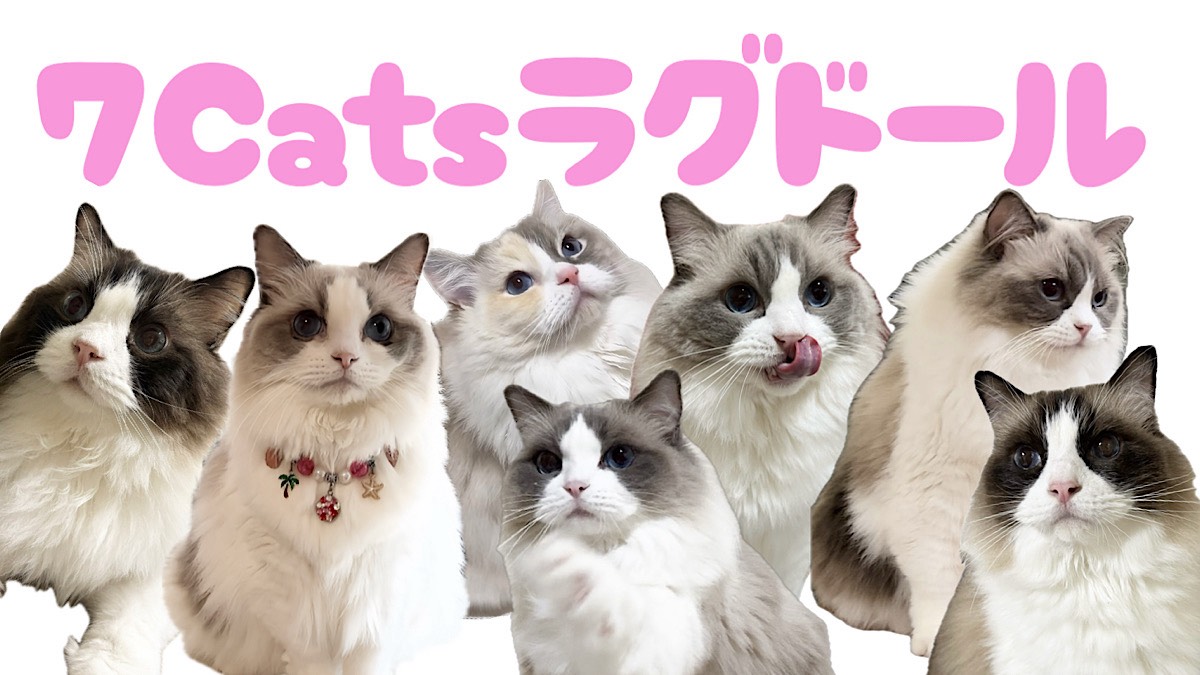 💫TikTokライブで人気急上昇💫 「可愛すぎる！」と大注目の『7Cats