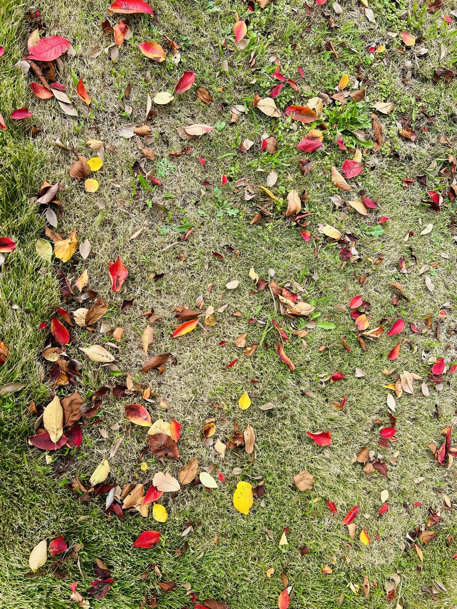 春は桜並木 秋は紅葉並木 通勤路 落ちてる葉も良き🙆‍♀️ 今日は