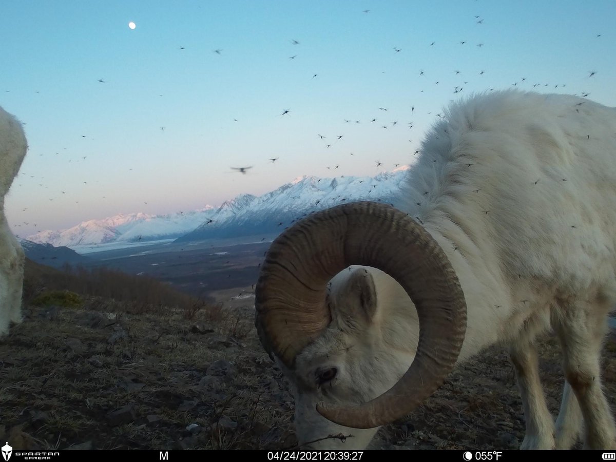 trailcam (@trail_cams) on Twitter photo 