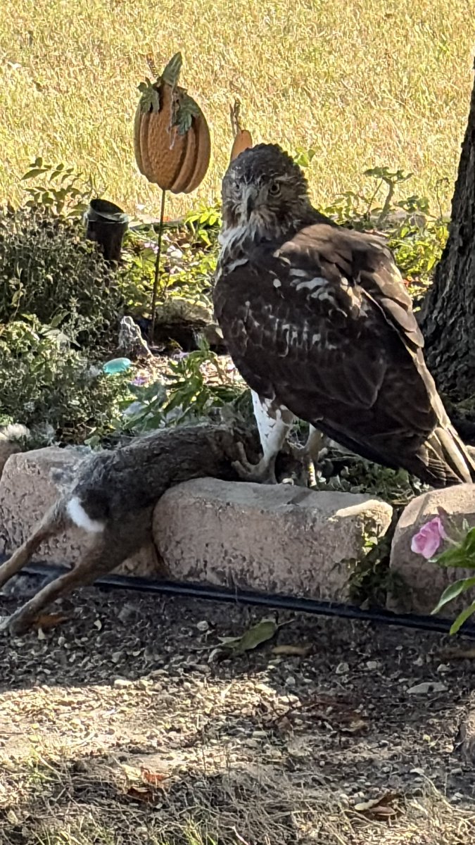My boys found this happening in the front yard as they rolled up from Nature school. 😂 👌🏻