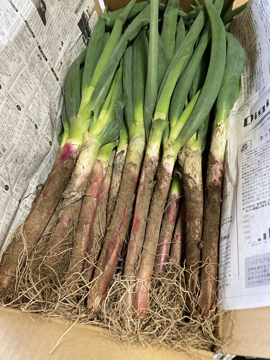 jindouya's tweet image. 本日のフォローサービスは
「薬味ネギ」or｢玉ねぎ｣

個数限定ゆでたまごあります🥚

必ずフォロー画面を先にご提示下さい

【味付けインゲン】御座います‼️
無くなり次第終了です

チャーシューまぶし2倍‼️
青汁、燻製玉子、メンマ御座います✨️

本日からも宜しくお願い致します🙏