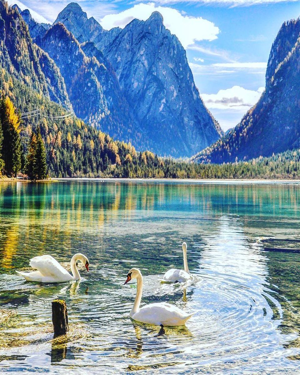 Good Morning ☀️🦢🦢🗻