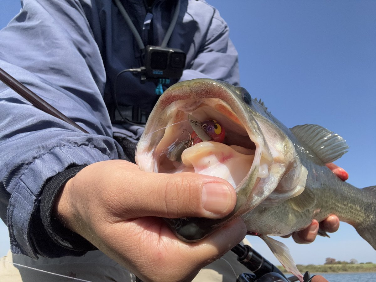 チームホッタテ トネチッタ tonecitta (@glitters83) / Posts / X