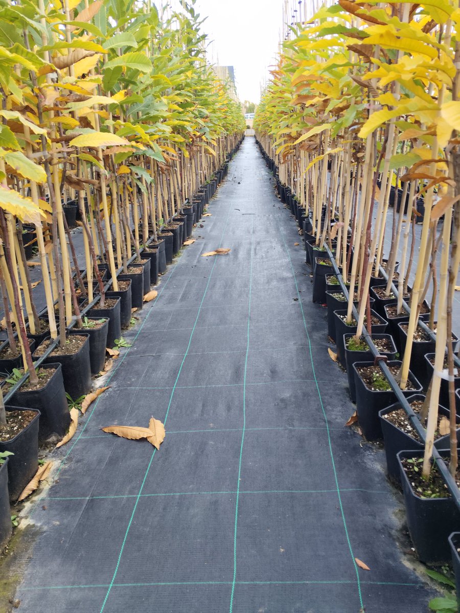 VCastaneaSativa's tweet photo. Empieza a llegar el otoño a Viveros Castanea Sativa https://t.co/QLE7VePxBh