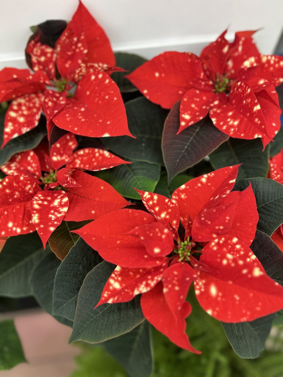 Poinsettia and Christmas Cacti in stock now!
Love you MUK ❤️
.
.
#shopsmall #shoplocal #worklocal #ace #acehardware #holiday #Christmas #poinsettia
#muk #mukilteo #mukilteowa
