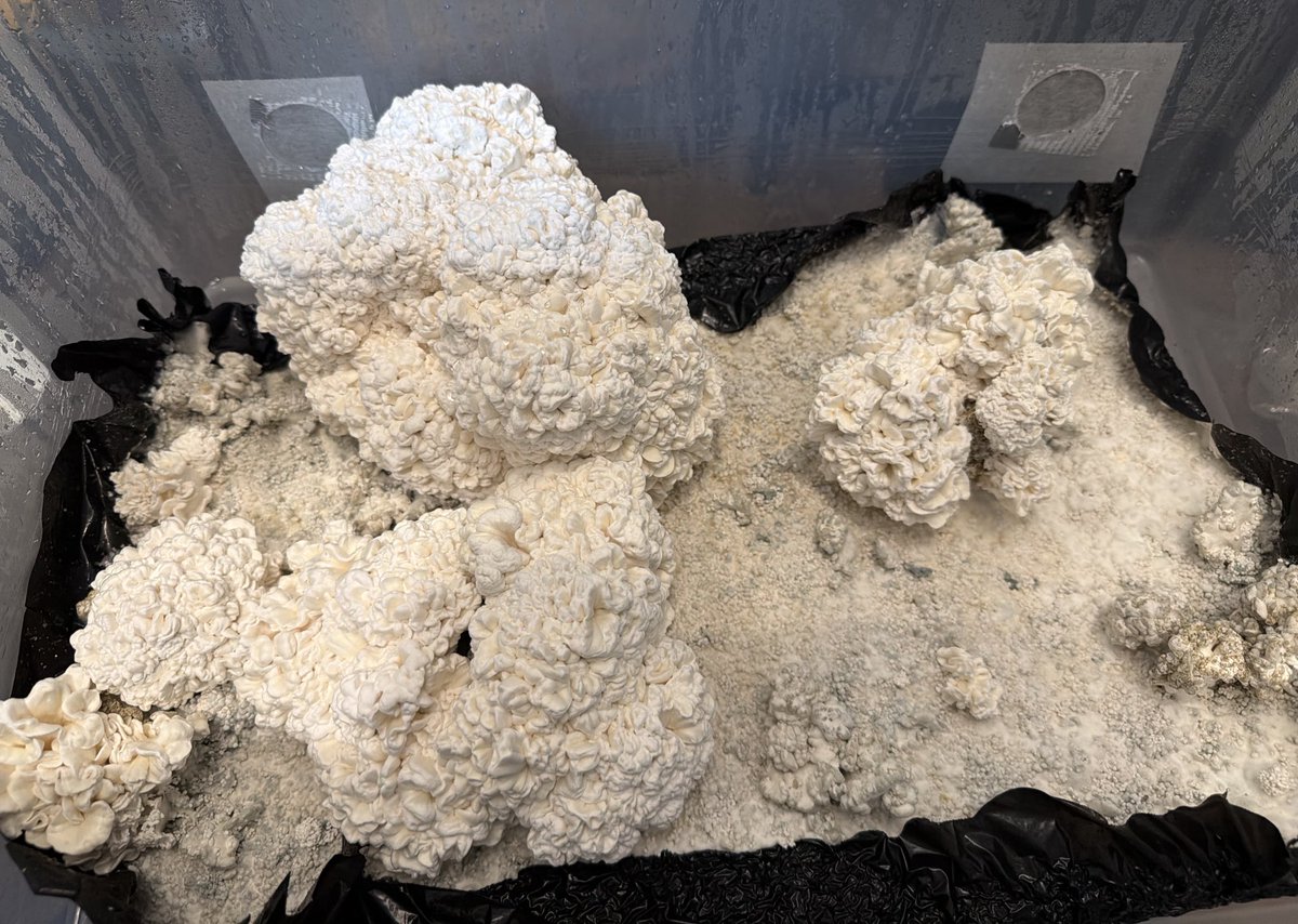 Absolutely massive brains on this new Sub I made