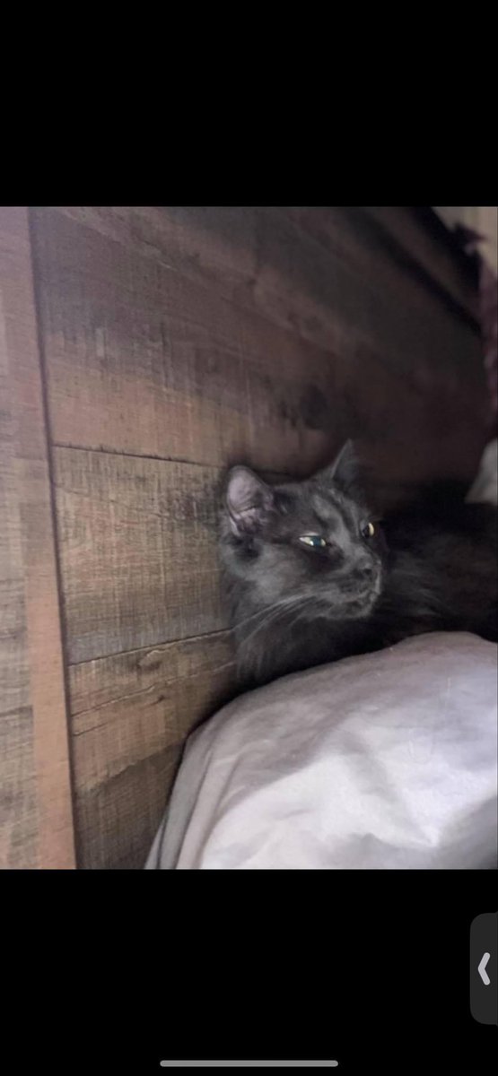 Mariah⚔️🇺🇸 tweet media