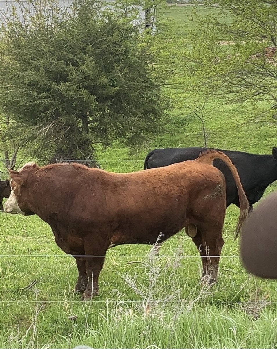 It’s poor when <a href="/BeefUSA/">National Cattlemen's Beef Association</a> chosen spokespeople block critics from within our own industry. 
This is telling and it’s exactly why people like myself have been gaining ground speaking about beef. 
These so called lobbyists for the rancher actually do not know the ranchers!
Do better!