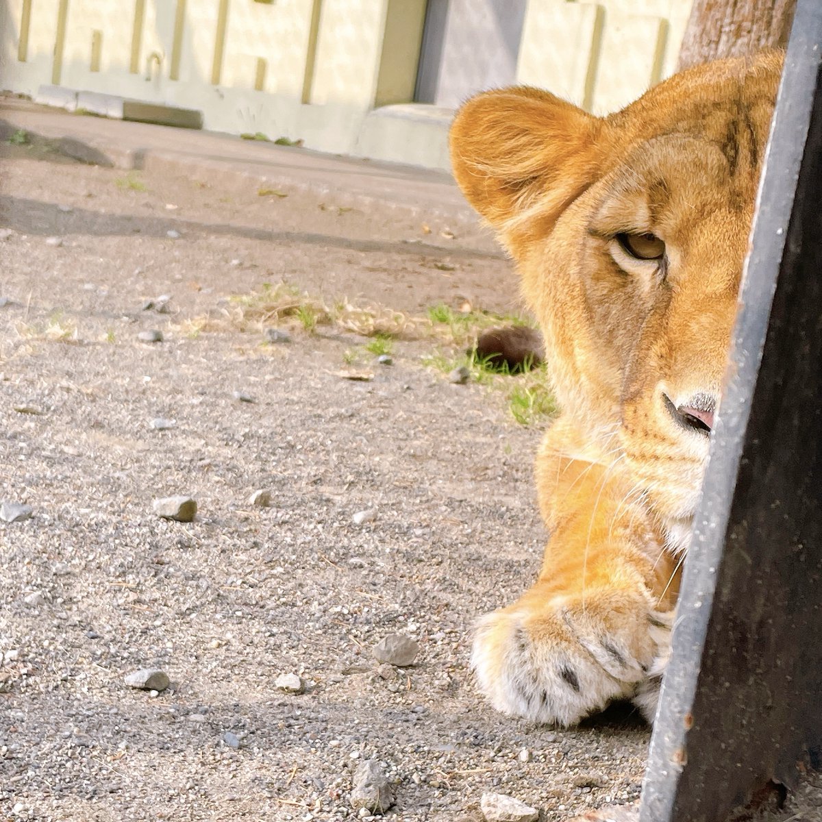 kushirozoo's tweet image. ﾁﾗｯ…

#釧路市動物園
#ライオン 
#フウ