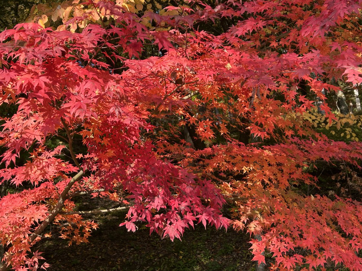 秋の美しさを体感した。来て良かった