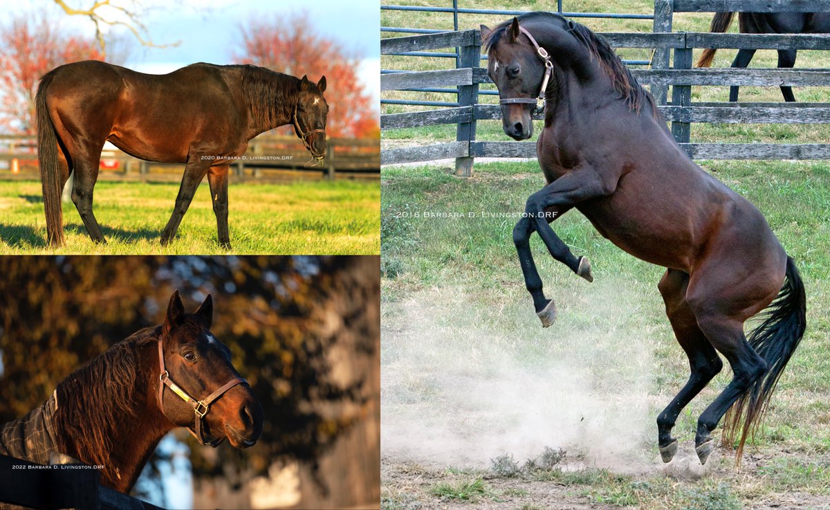 1997年シルバーチャームの三冠を阻止したタッチゴールドが亡くなりまし