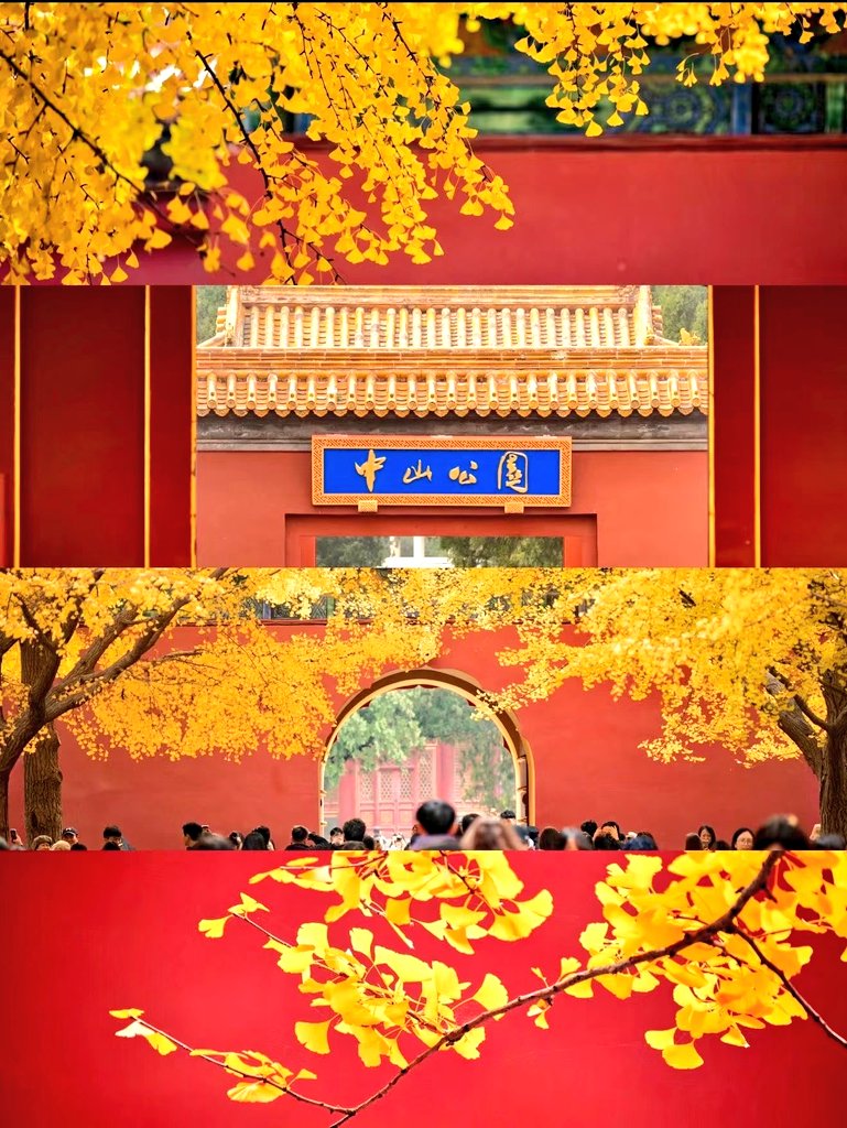 CHENC_LN's tweet image. 北京的秋天从来不会让人失望，美丽中带有一丝浪漫