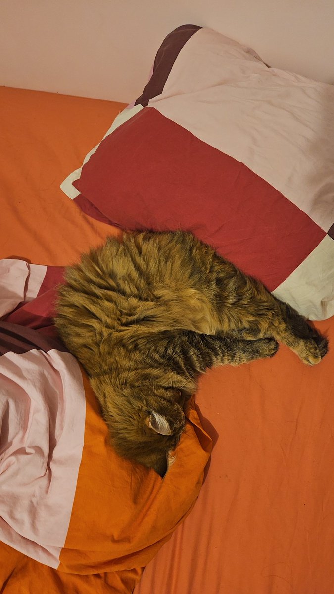 Mathookee's tweet image. Tsuki tu fais dodo en cuisse de poulet ?