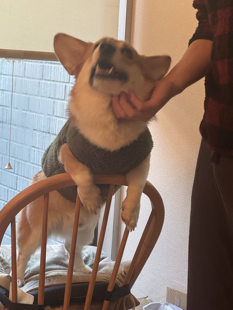 waravie's tweet photo. お兄ちゃんに近付きたい一心で椅子に上がり更に立ち上がるVentoさん
そしてカメラに気付くVentoさん
#ウェルシュコーギー
#コーギー
#il_vento_si_alza https://t.co/z8kvLFlE2O