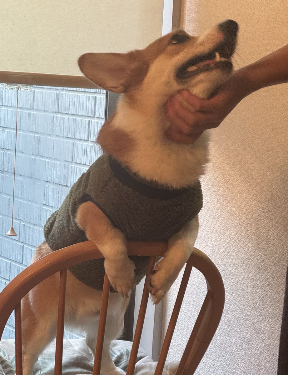 waravie's tweet photo. お兄ちゃんに近付きたい一心で椅子に上がり更に立ち上がるVentoさん
そしてカメラに気付くVentoさん
#ウェルシュコーギー
#コーギー
#il_vento_si_alza https://t.co/z8kvLFlE2O