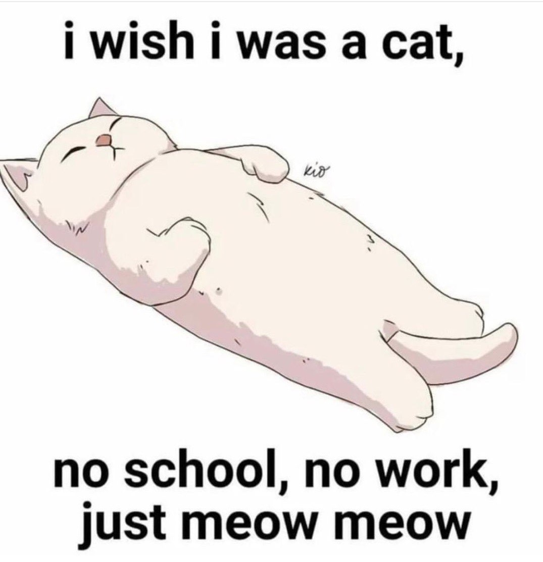 TheCatsX's tweet image. 