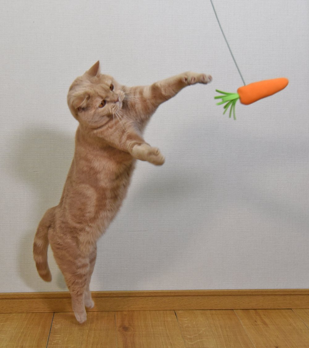 🥕新商品のご案内 来年の干支は『午年』🐎 ということで、にんじんの