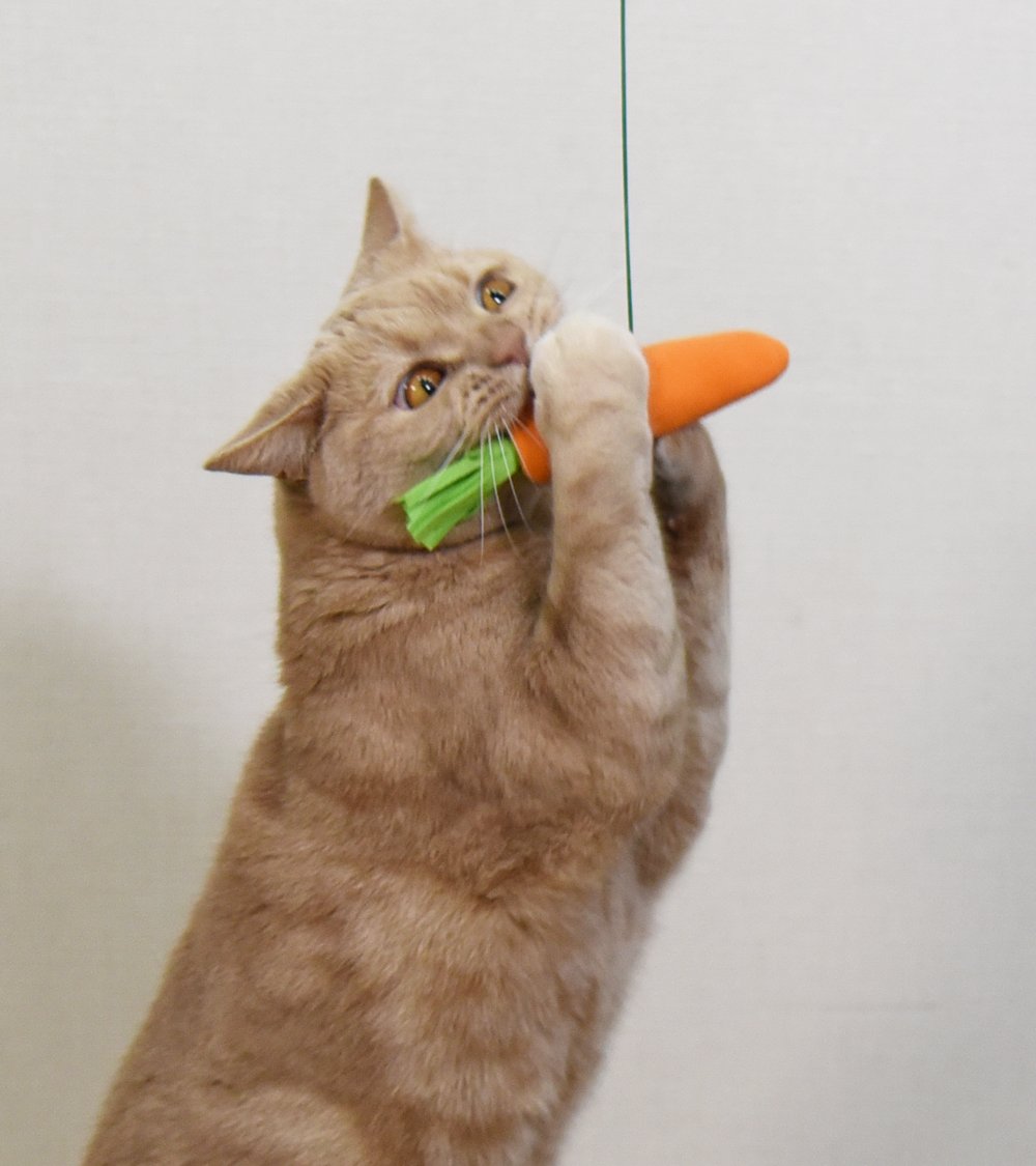 猫用品のゴロにゃん (@56nyan_com) / Posts / X