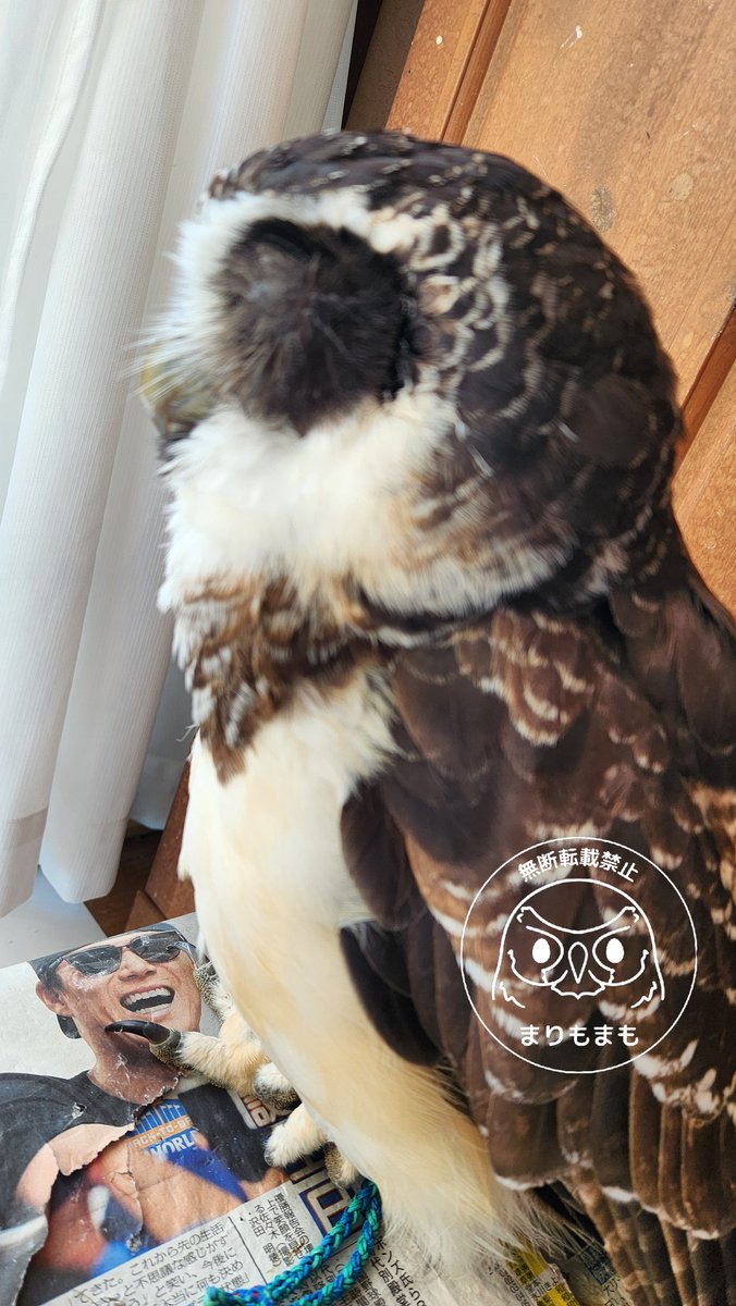 まりもまも (@marimomamo073) / Posts / X