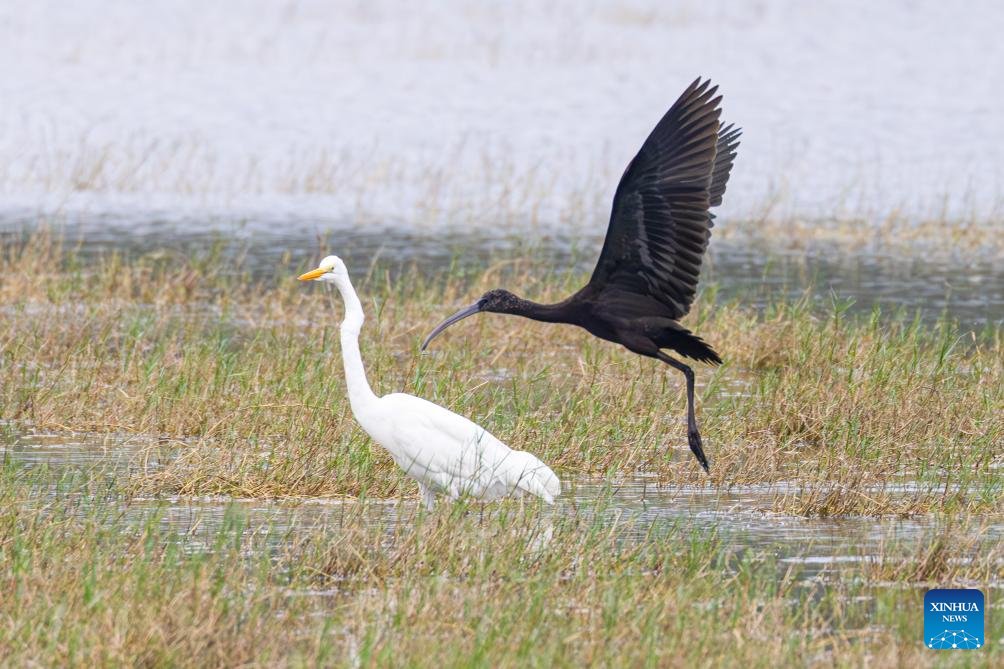 VoiceofPD's tweet image. A glossy #ibis has recently been sighted at the park, marking the second consecutive year of glossy ibis visiting here. A total of 13 glossy ibises, a first-class protected species in China, was recorded at the Haiwei National #WetlandPark last year, setting a new record for the…