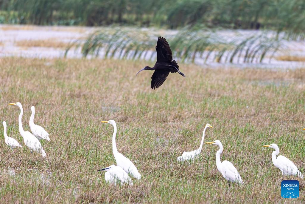 VoiceofPD's tweet image. A glossy #ibis has recently been sighted at the park, marking the second consecutive year of glossy ibis visiting here. A total of 13 glossy ibises, a first-class protected species in China, was recorded at the Haiwei National #WetlandPark last year, setting a new record for the…