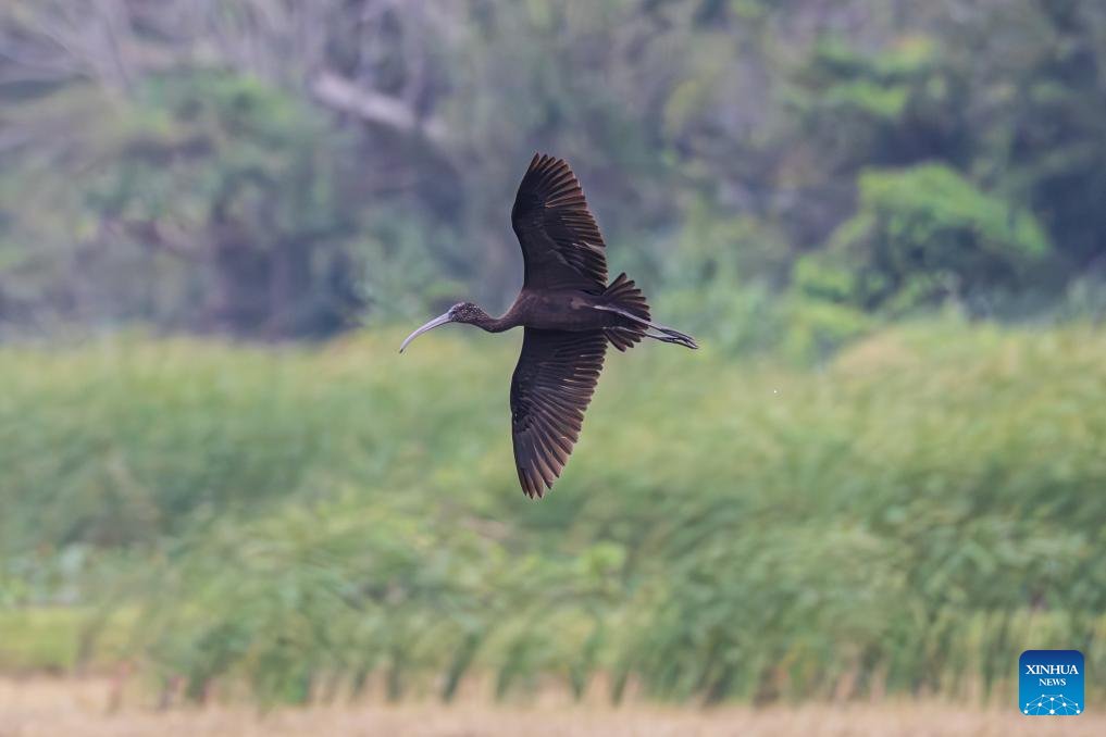 VoiceofPD's tweet image. A glossy #ibis has recently been sighted at the park, marking the second consecutive year of glossy ibis visiting here. A total of 13 glossy ibises, a first-class protected species in China, was recorded at the Haiwei National #WetlandPark last year, setting a new record for the…